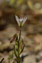 Polygala monspeliaca
