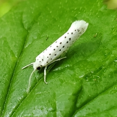 Yponomeuta multipunctella