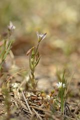 Polygala monspeliaca