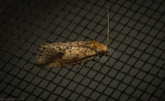 Azaleodes micronipha