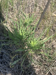 Liatris aspera