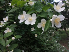 Philadelphus coronarius