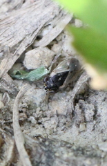 Geocoris pallidipennis