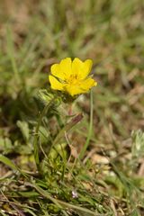 Potentilla hirta