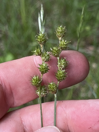 Image of Carex festucacea by (c) Summit Metro Parks, some rights reserved (CC BY)
