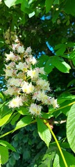 Aesculus hippocastanum