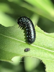 Trirhabda canadensis
