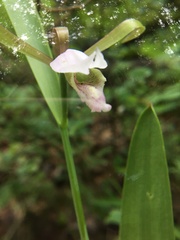 Cleistesiopsis bifaria
