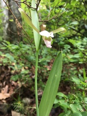 Cleistesiopsis bifaria