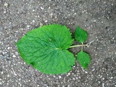 Valeriana pyrenaica