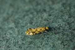 Triaxomera parasitella