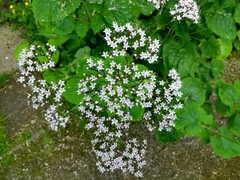 Valeriana pyrenaica