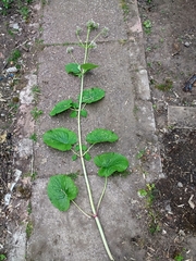 Valeriana pyrenaica