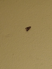 Ozarba melanodonta