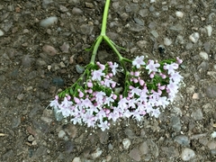 Valeriana pyrenaica