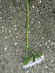Valeriana pyrenaica