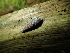 Macrogastra ventricosa