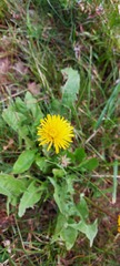 Taraxacum officinale