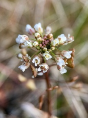 Capsella bursa-pastoris