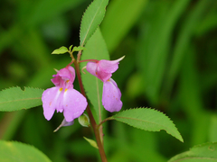 Impatiens rosea