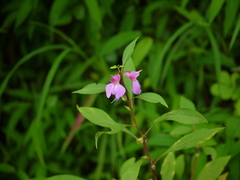 Impatiens rosea