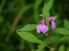 Impatiens rosea
