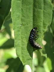 Trirhabda canadensis