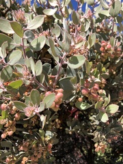 Arctostaphylos canescens