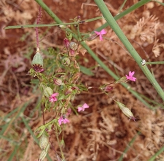 Silene stricta
