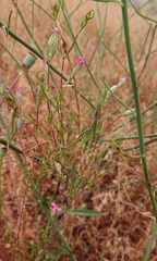 Silene stricta