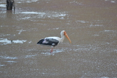 Mycteria leucocephala