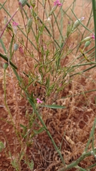 Silene stricta