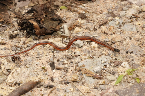 Photo of a Kinkelin Graceful Brown Snake (Rhadinella kinkelini)