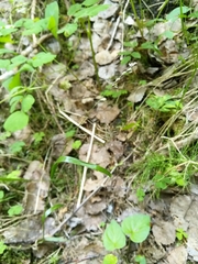 Melica nutans