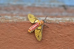 Balacra rubrostriata