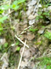 Melica nutans