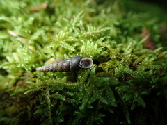 Macrogastra ventricosa