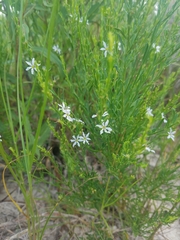 Lythrum lineare