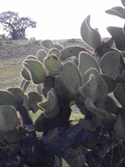 Opuntia scheeri