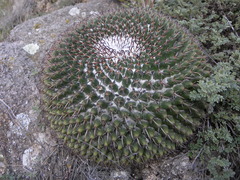 Mammillaria uncinata