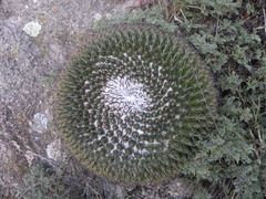 Mammillaria uncinata