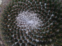 Mammillaria uncinata