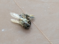 Apis mellifera