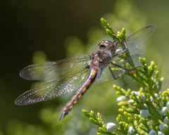 Epitheca petechialis