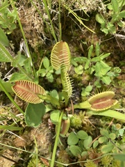 Dionaea