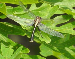 Gomphurus fraternus