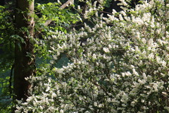 Deutzia crenata