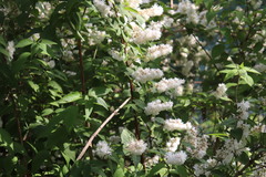 Deutzia crenata