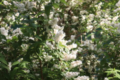 Deutzia crenata