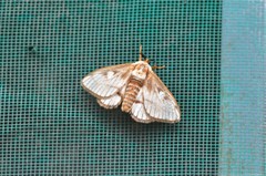 Strigivenifera venata